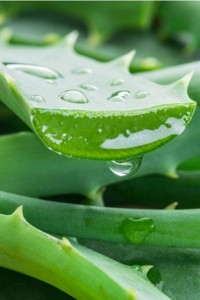 Aloe vera Jeli Nedir? Ne İçin Kullanılır?